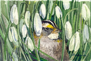 2004 White-Throated Sparrow