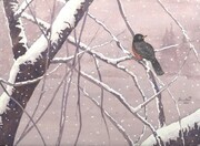 2011 Harbinger of Spring - Early Robin