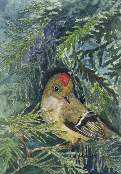 2014 - Ruby Crowned Kinglet - Dorothy dhunter Adams