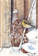 2017 - All Puffed Up To Keep Warm - Male Goldfinch - Winter Plumage