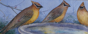 CEDAR WAXWING CARD 2014 15    Dorothy dhunter Adams