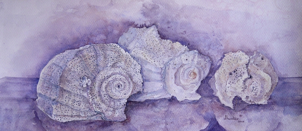 ETCHED SHELL FINDS   Dorothy d.hunter Adams  FRAMED