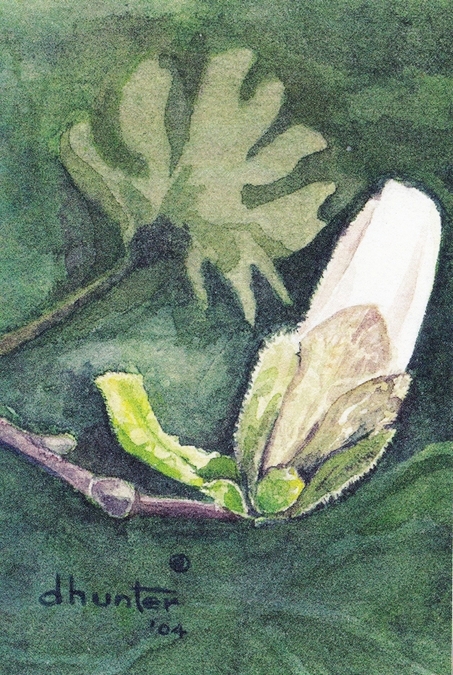 Star Magnolia Bud   Dorothy dhunter Adams