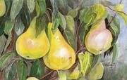 Translucent Pears 2008 - Poires de France -     Dorothy dhunter Adams  SOLD  - NEEDS DESCRIPTION